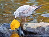 Gull With Autumn Leaf_28348